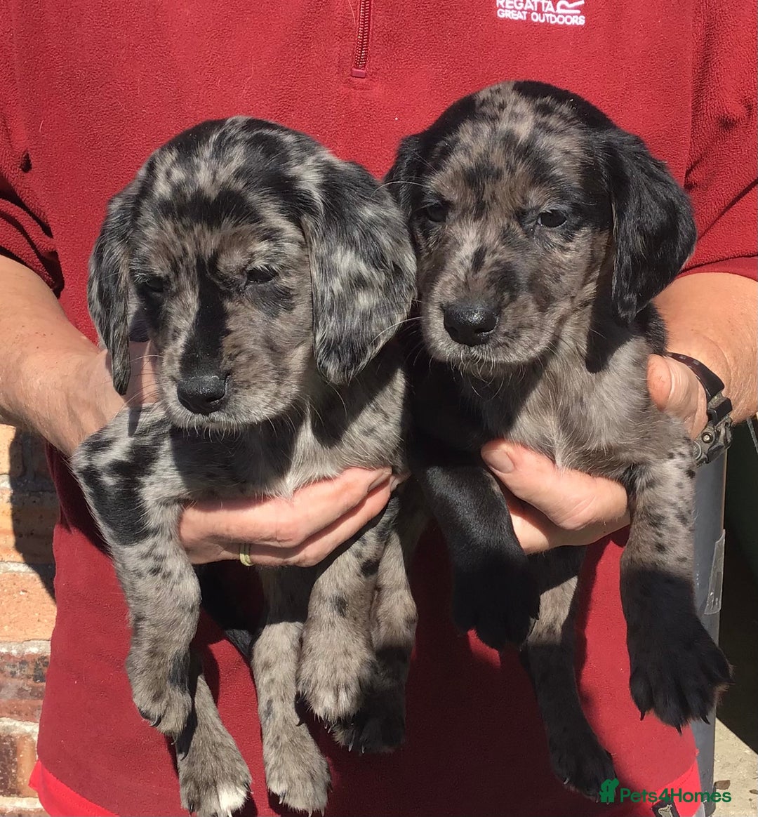 Cocker Spaniel dogs for stud: MERLIN…FOR STUD ONLY - Advert 6