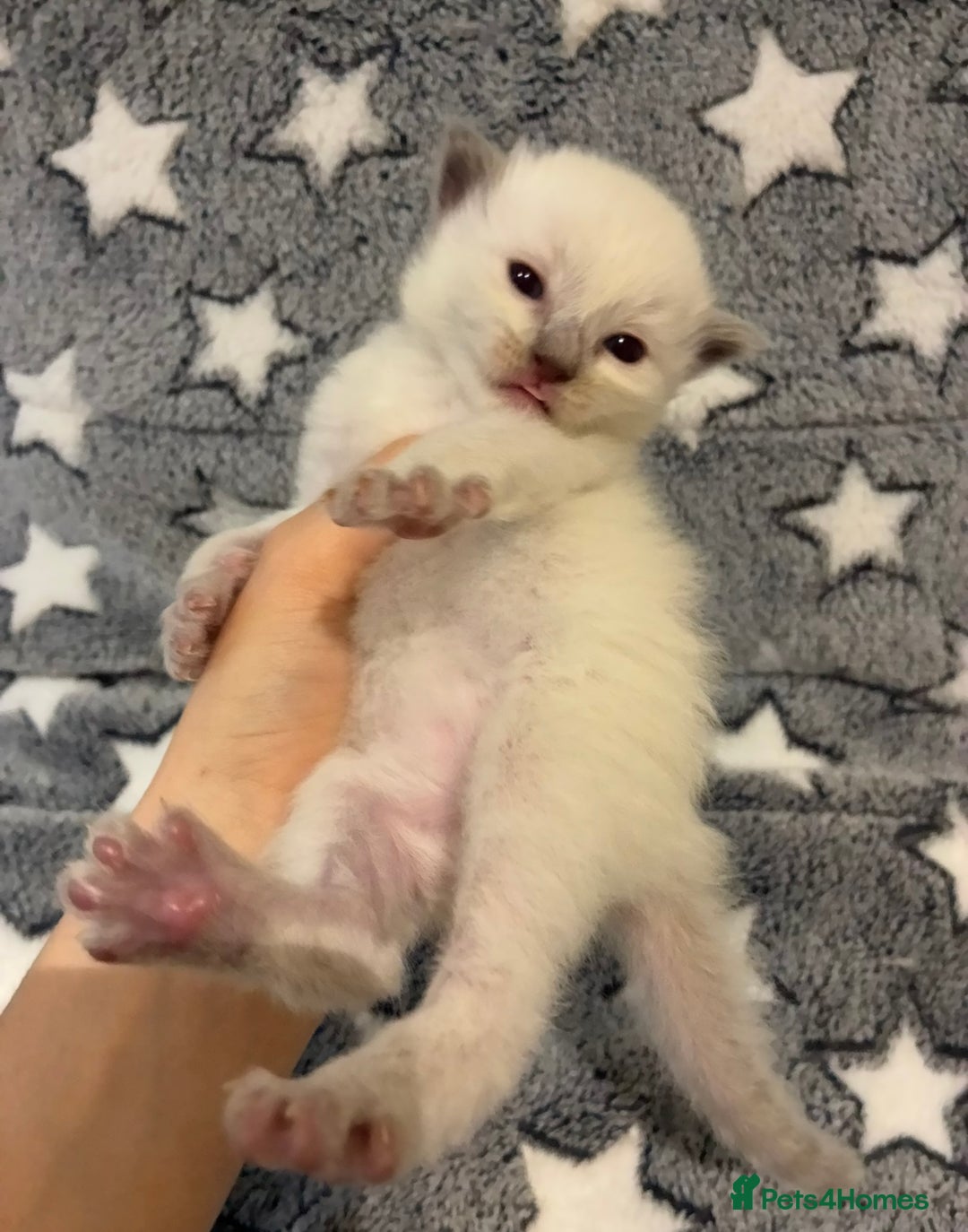 Ragdoll cats for sale: 🐾 5 Beautiful Ragdoll Kittens - Parents GCCF 🐾 - Image 16