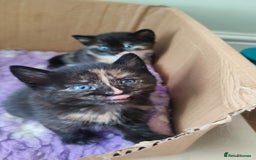 British Shorthair cats for sale: Adorable kittens  in Great Missenden - Image 10