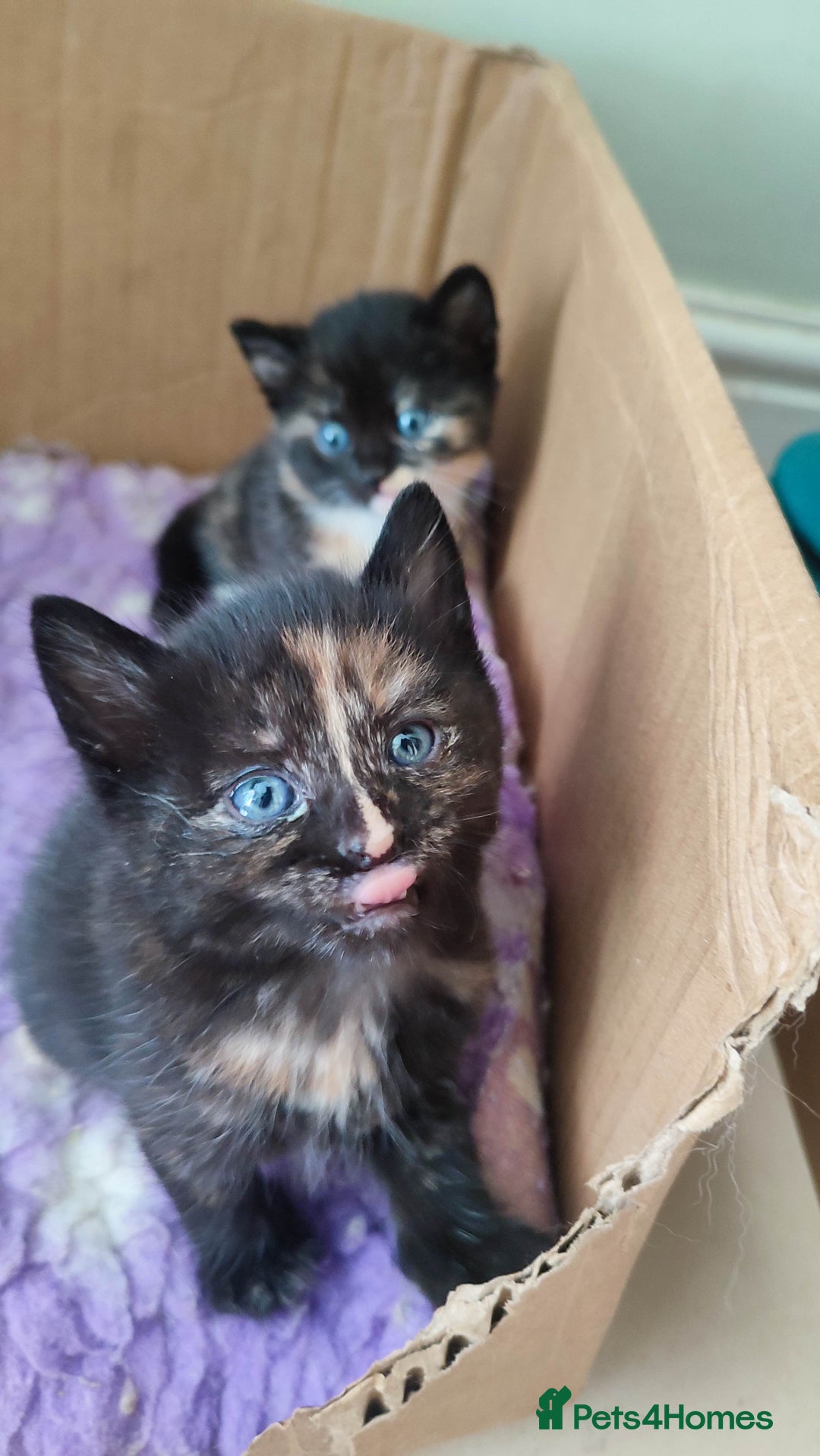 British Shorthair cats for sale: Adorable kittens  in Great Missenden - Image 10