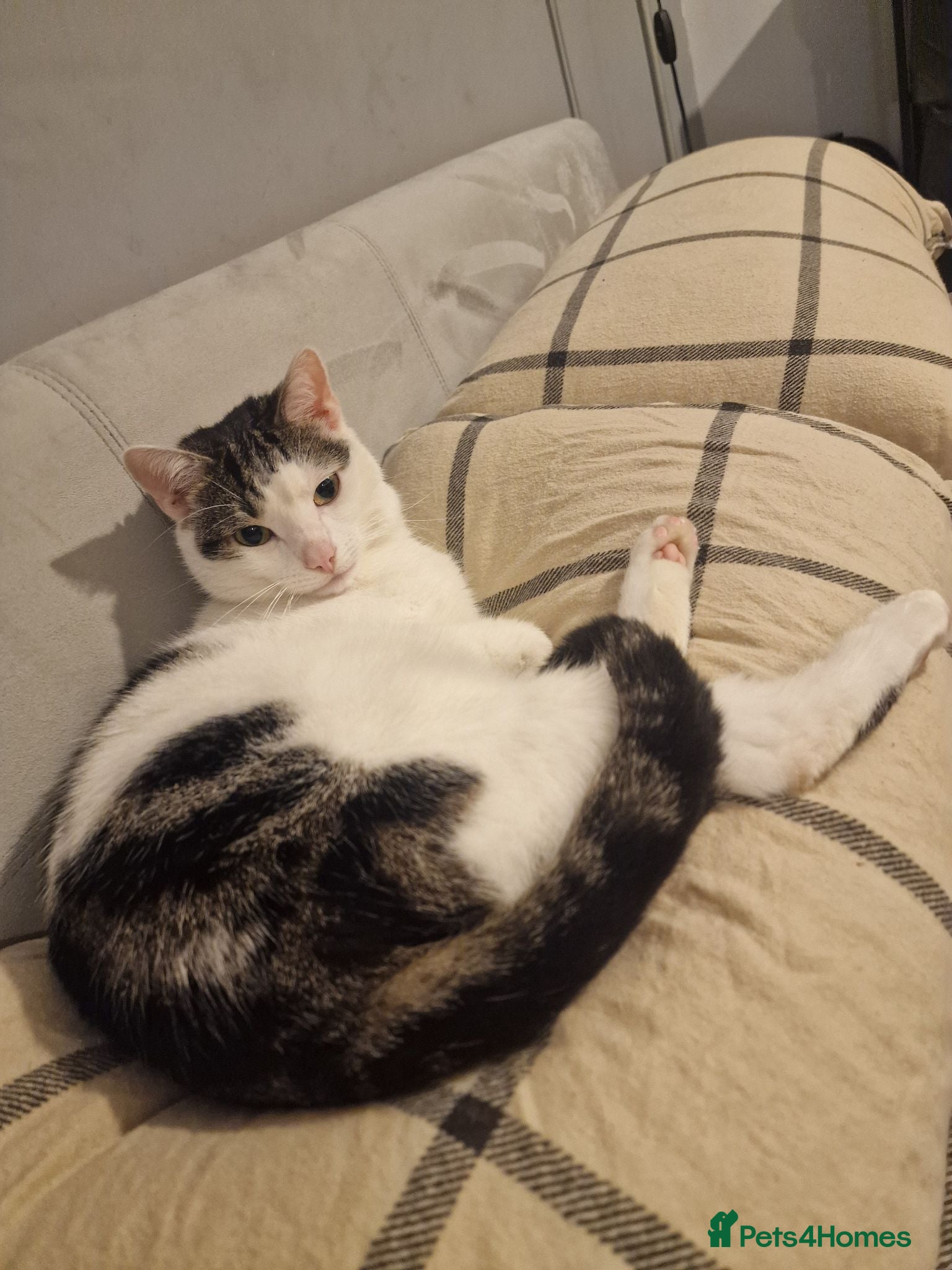 Mixed Breed cats Megatron  - Advert 2