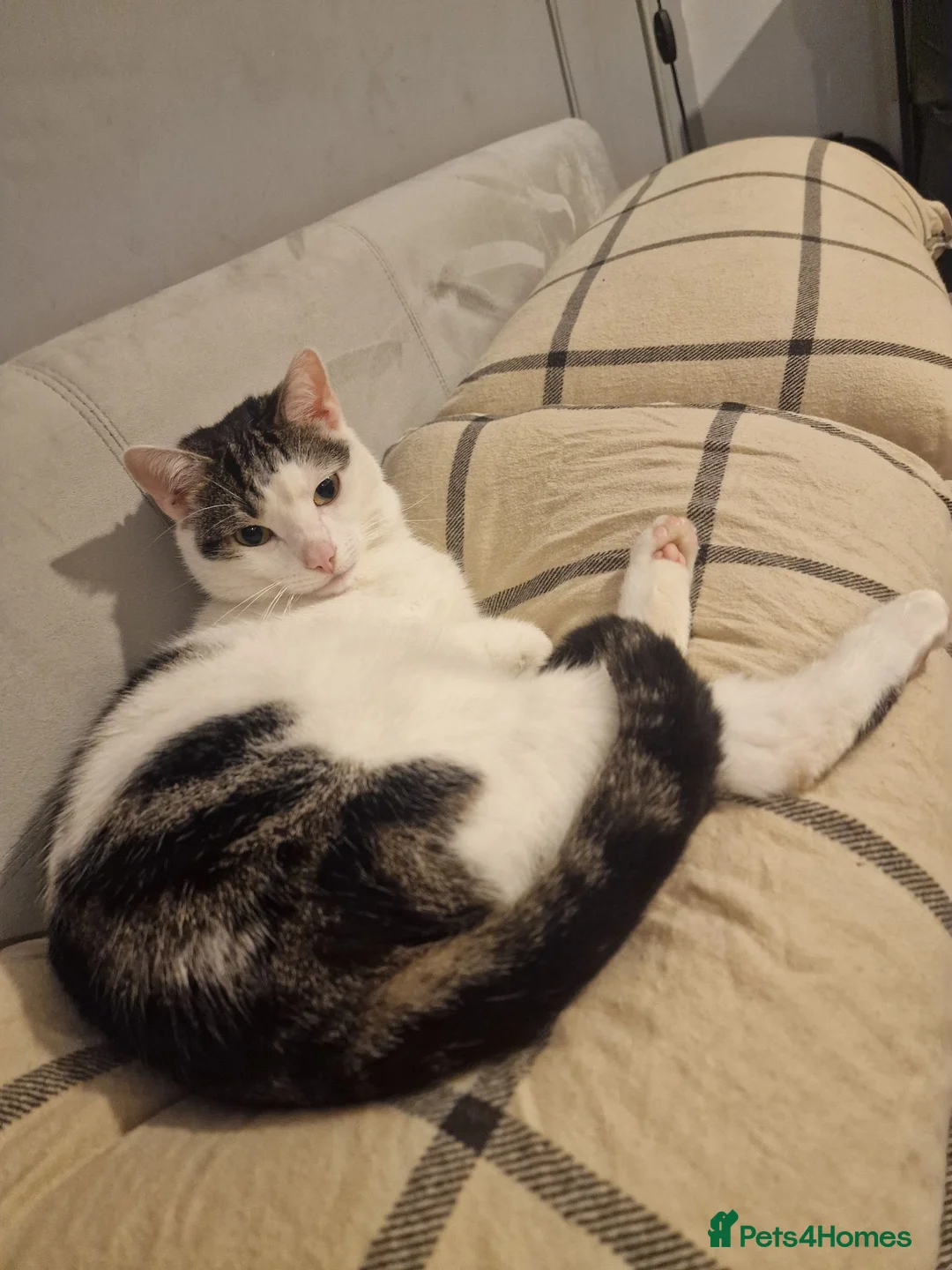 Mixed Breed cats for sale: Megatron  - Advert 1