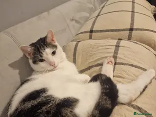 Mixed Breed cats Megatron - Advert 4