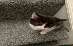 Mixed Breed cats for sale: Two charming female kittens - Image 9