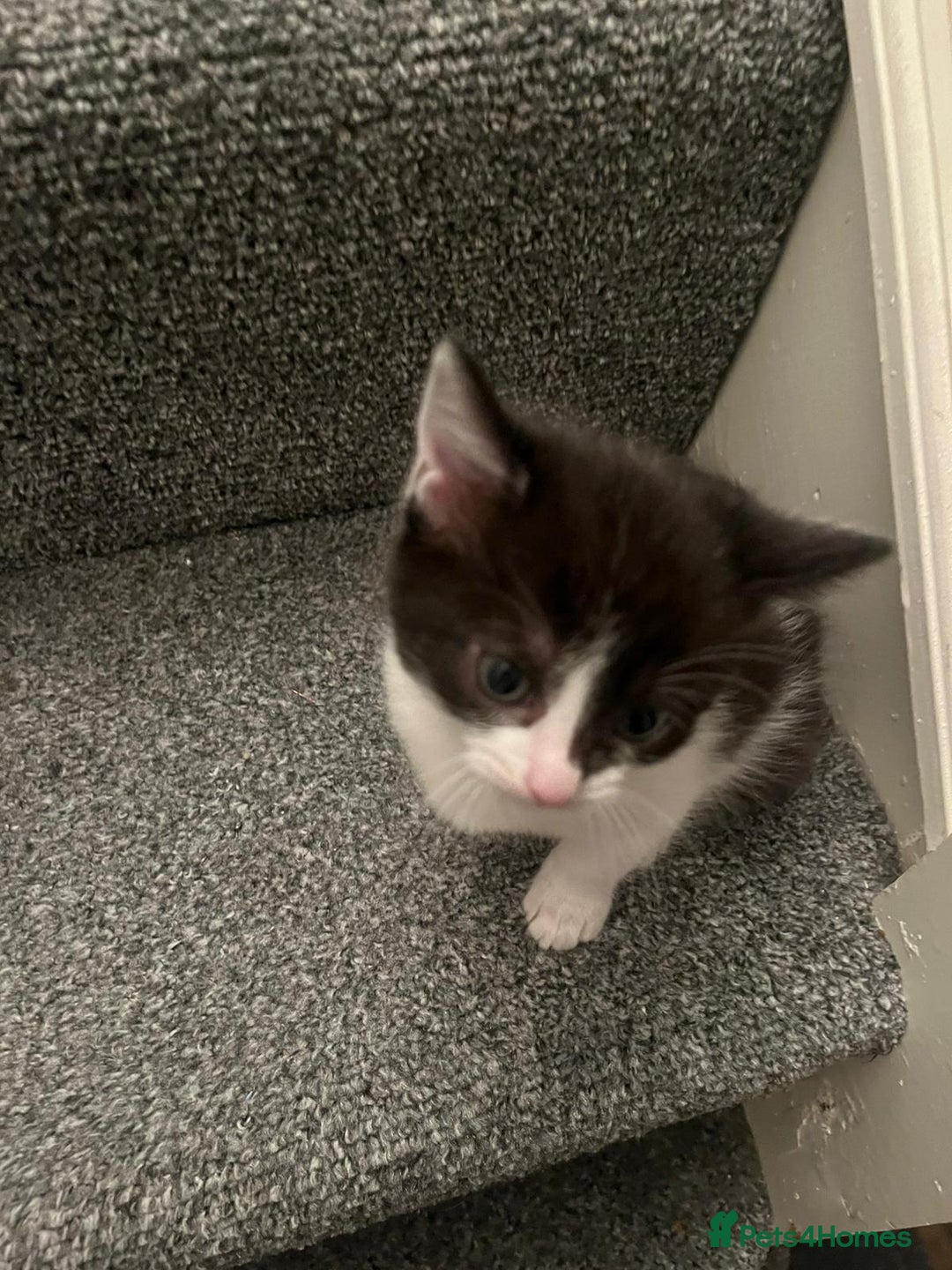 Mixed Breed cats for sale: Two charming female kittens - Image 9