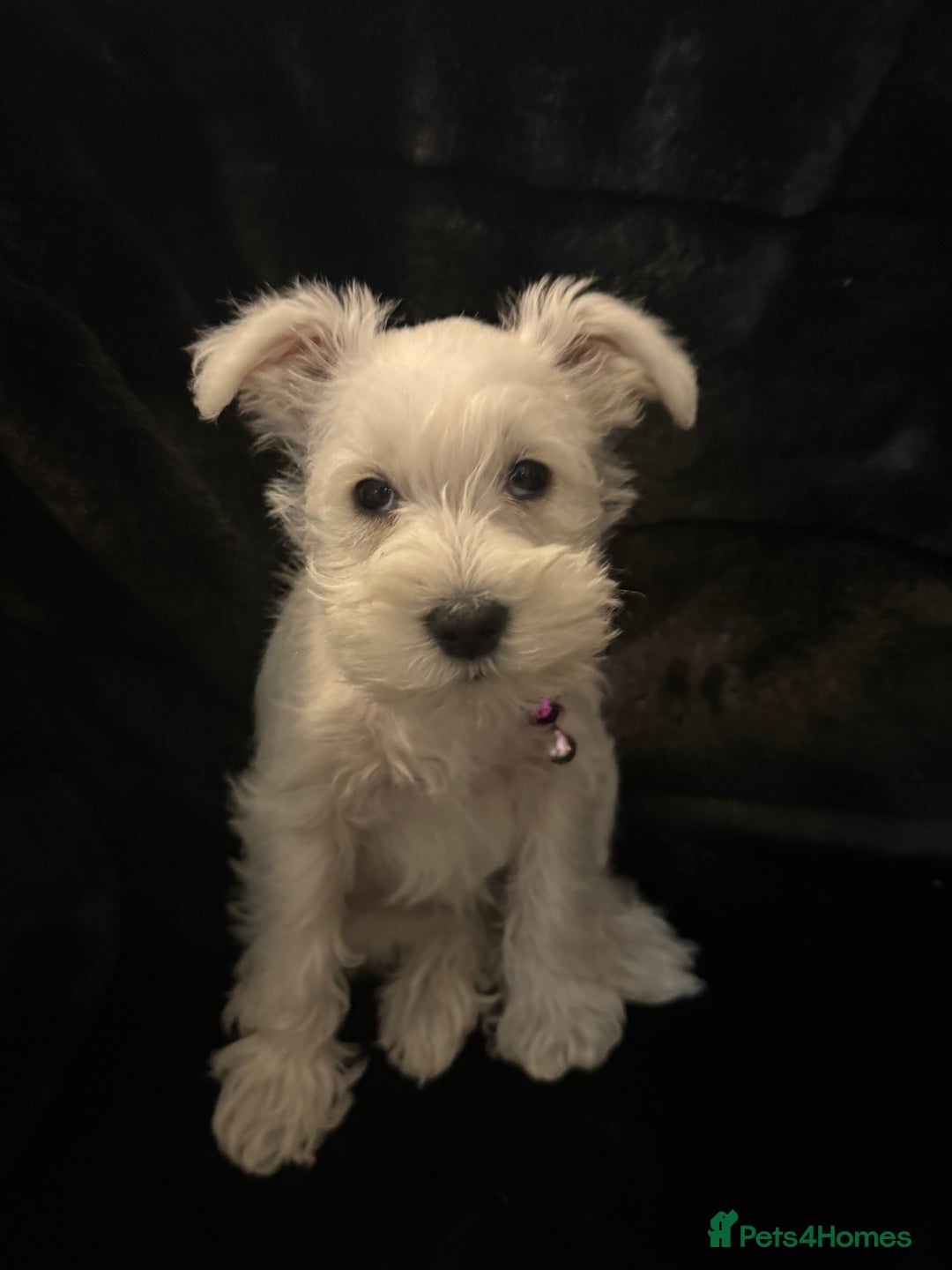 Miniature Schnauzer dogs for stud: Beautiful kc reg Black Mini Schnauzer for stud - Advert 7
