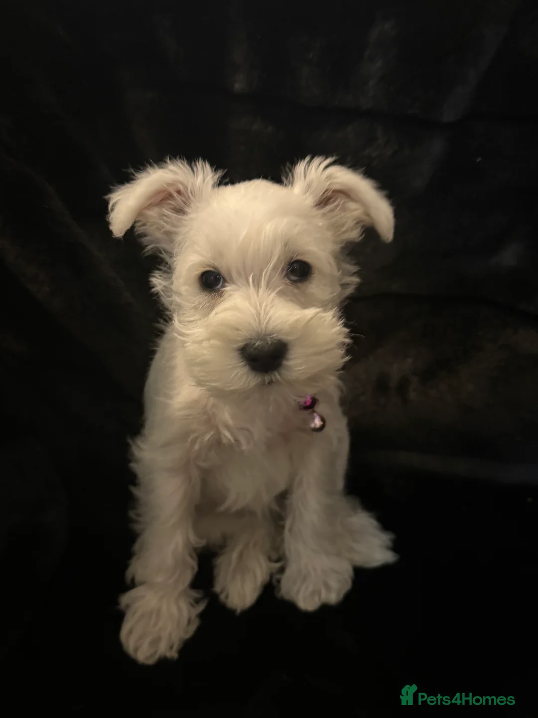Miniature Schnauzer dogs for stud: Beautiful kc reg Black Mini Schnauzer for stud - Advert 7