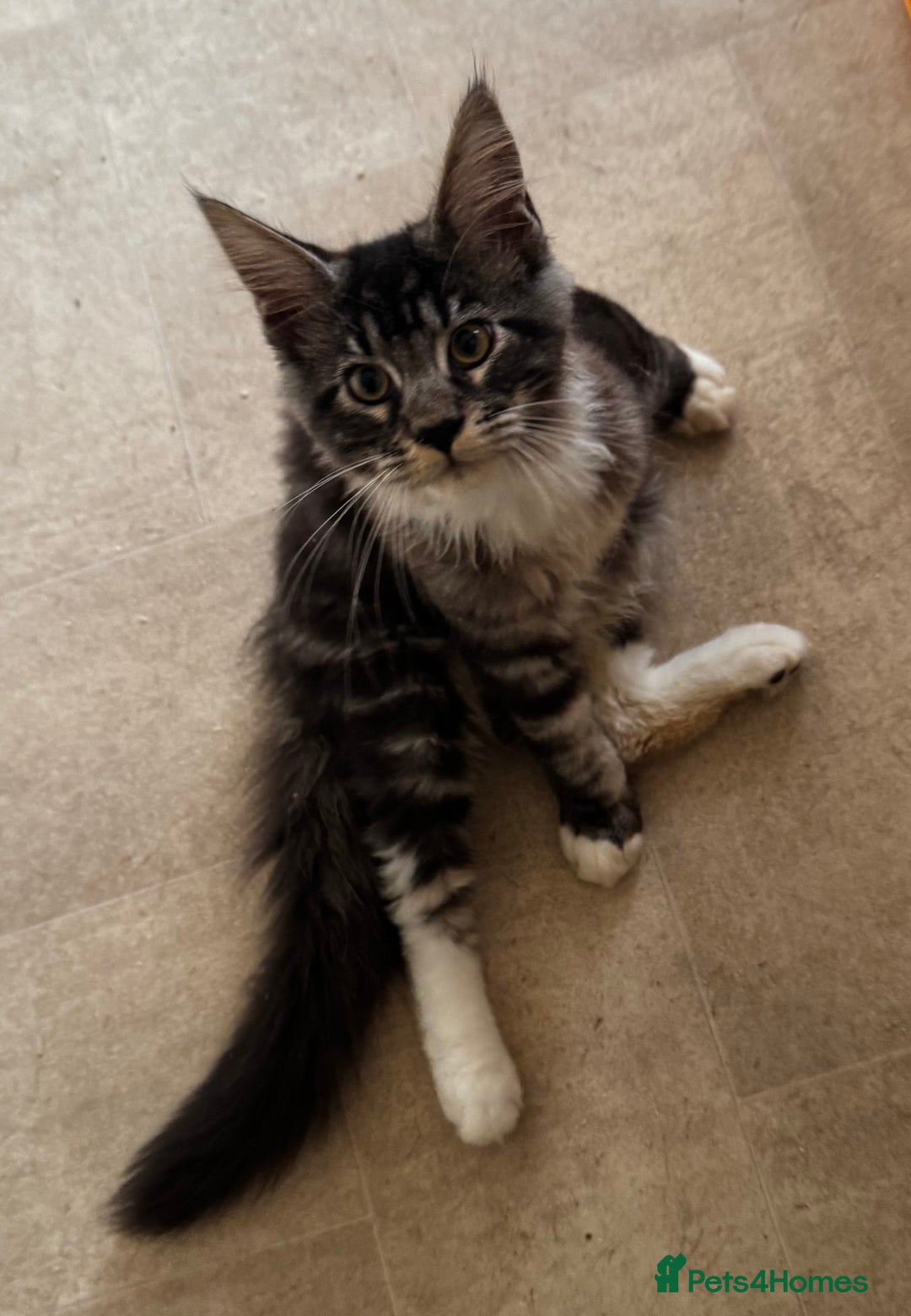 Maine Coon cats for sale: READY NOW BEAUTIFUL PEDIGREE MAINECOON KITTENS  - Image 14