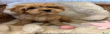 Cavapoo Puppy 5 ( Rehomed )