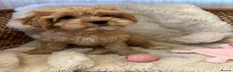 Cavapoo dogs for sale: Last boy REDUCED, FULLY VACCINATED, 5 STAR F1b - Advert 26