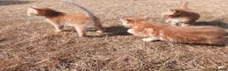 Mixed Breed cats for sale: 6 adorable tortoise shell kittens - Advert 8