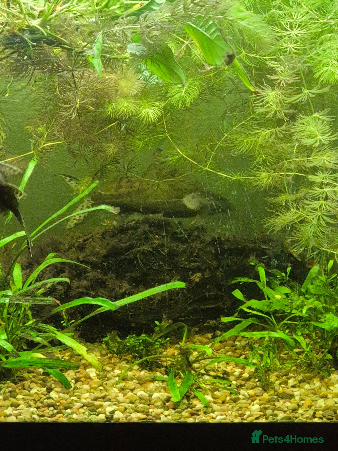 Sharks fish for sale: Featherfin catfish  - Advert 2