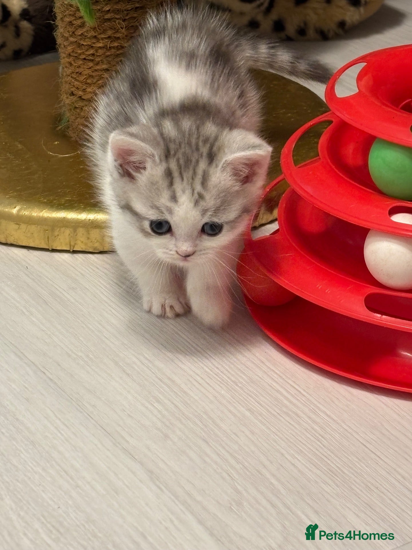 British Shorthair cats ✨ **A Truly Special Tiny Munchkin Girl** ✨ - Advert 1