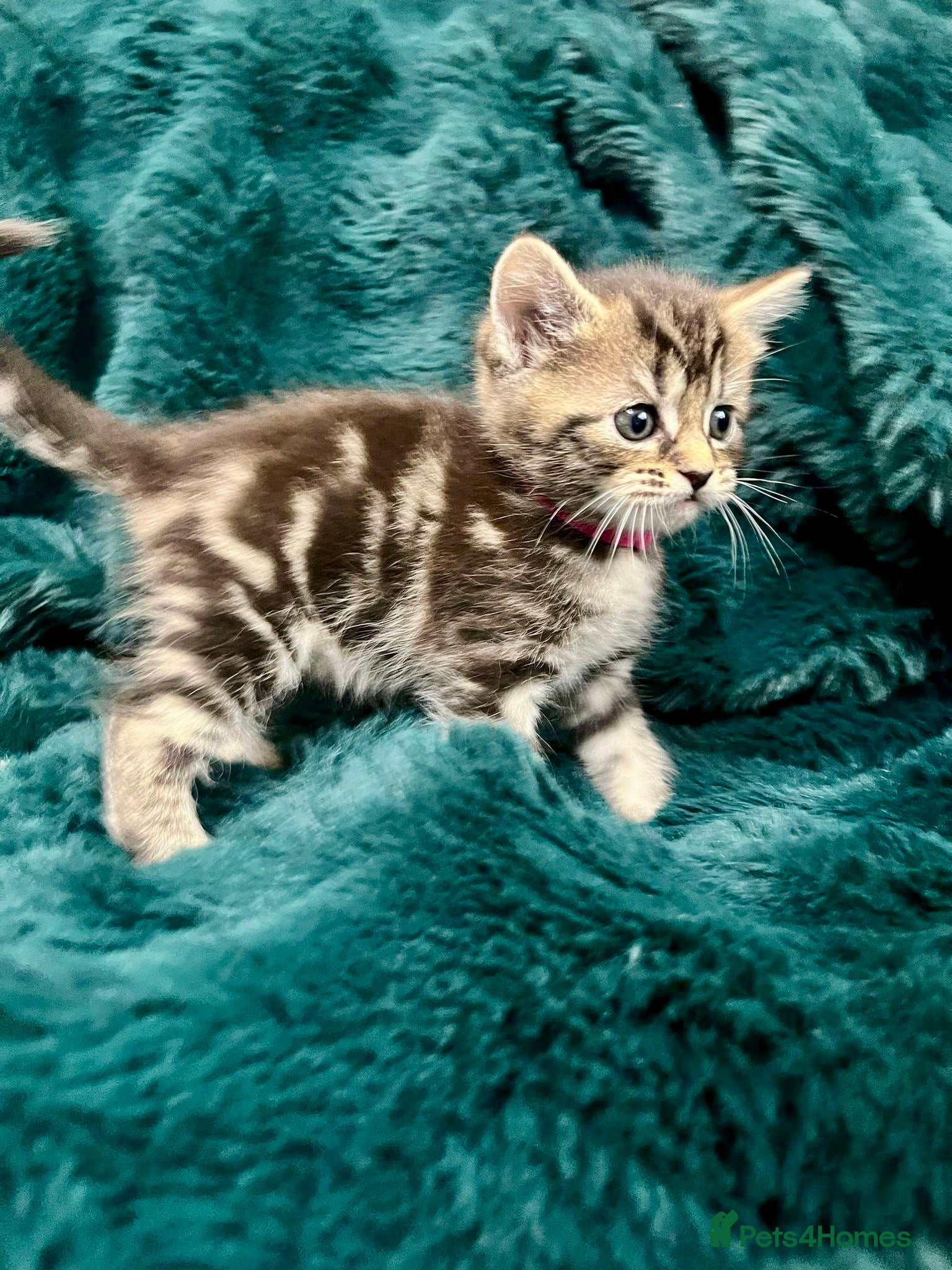 Maine Coon cats Last kitten available  - Advert 5