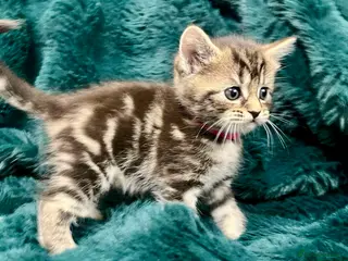Maine Coon cats Last kitten available - Advert 5