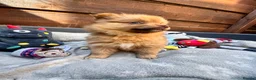 Pomeranian dogs for sale: ✨🐶 9  Beautiful Pomeranian Puppies  - Advert 18