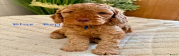 Cockapoo dogs for sale: Beautiful F2 Cockapoo Puppies  - Advert 6
