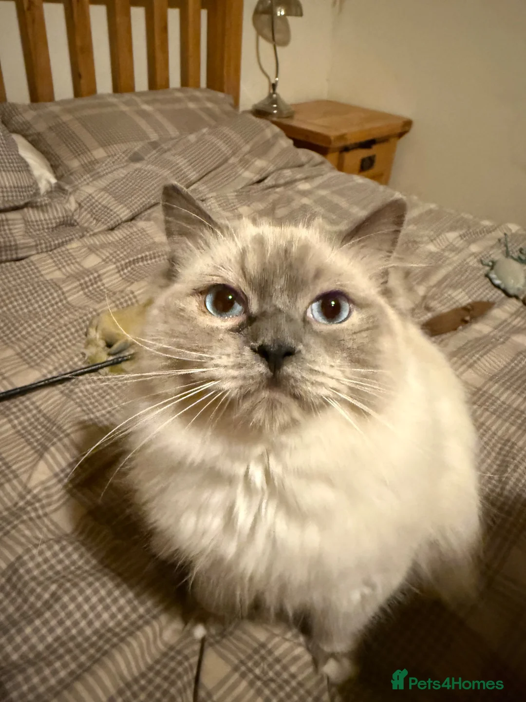 Ragdoll cats for sale: Ragdoll  - Advert 1
