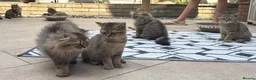 British Shorthair cats for sale: Pedigree British Shorthair  - Advert 11