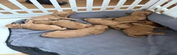 Cockapoo dogs for sale: Cockapoo pups ❤️ in Rhyl - Advert 18