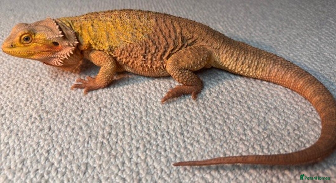 Bearded Dragon reptiles for sale: Bearded Dragon + Large Vivarium & Full Setup - Image 9