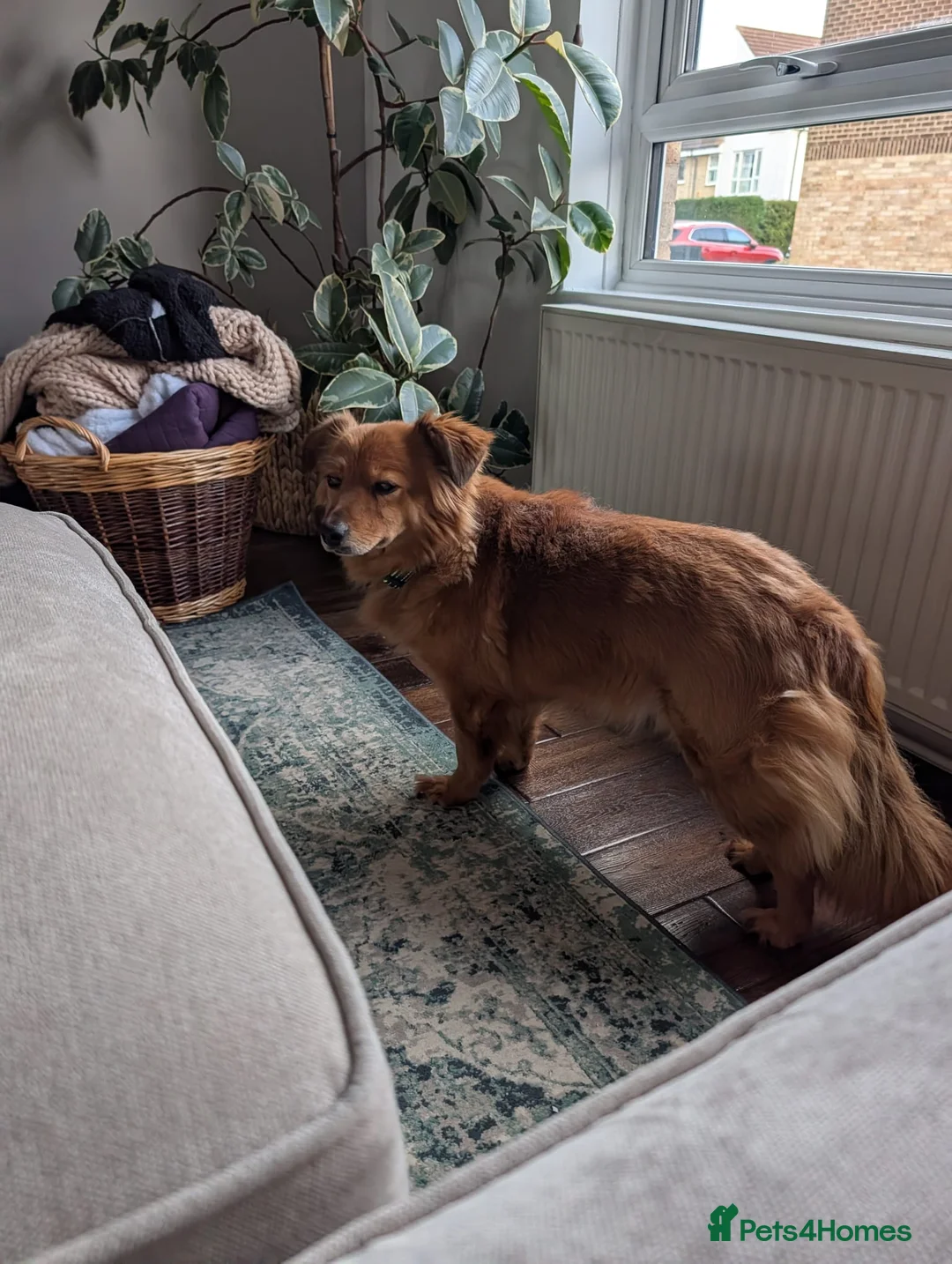 Mixed Breed dogs for adoption: Sweet Roka Needs LoVE - Advert 5