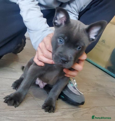 Mixed Breed dogs - Advert 16