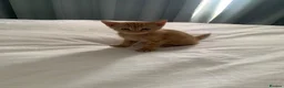 Domestic Shorthair cats for sale: Beautiful domestic shorthair kittens  - Advert 6
