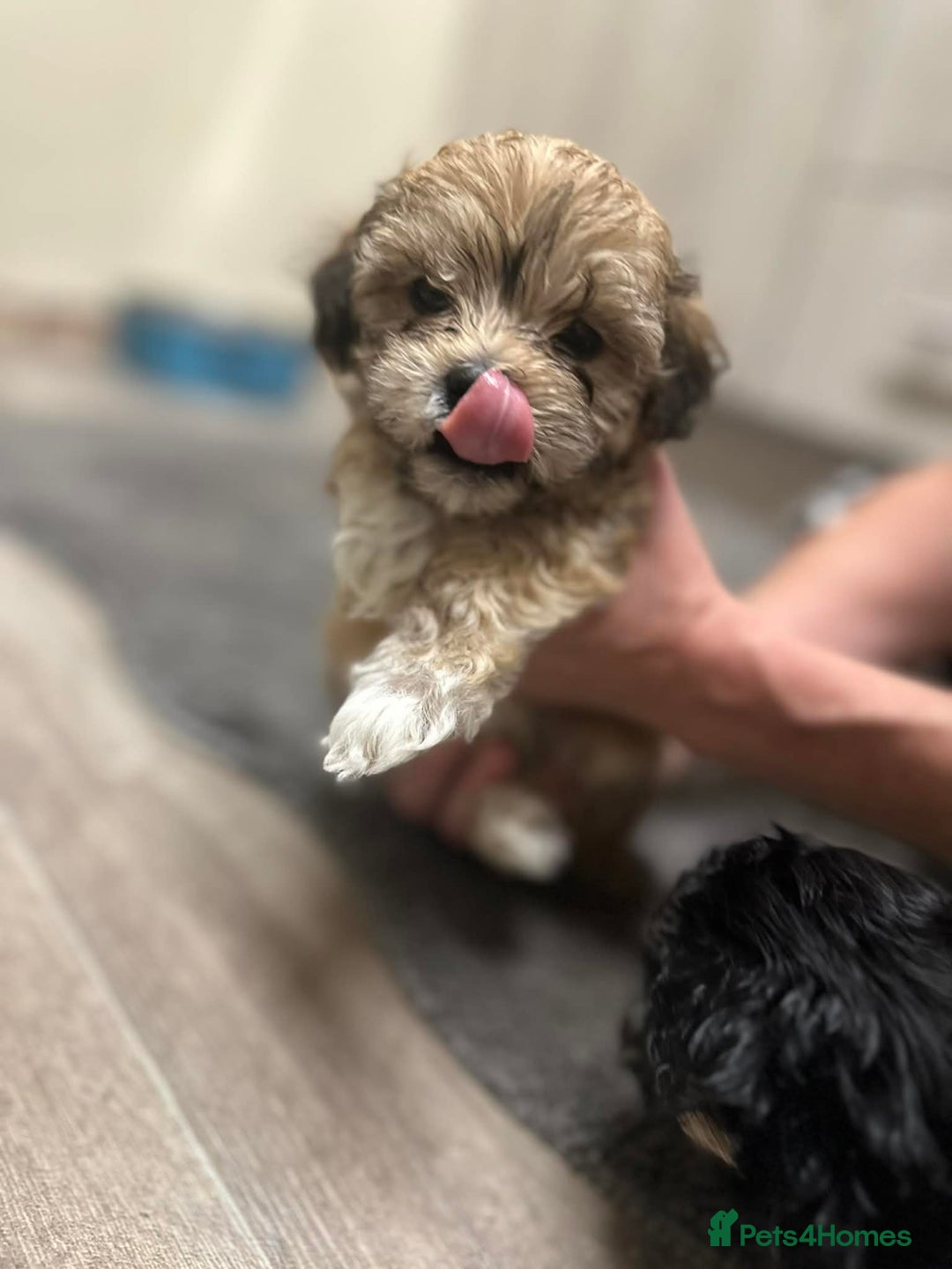 Maltipoo dogs for sale: MALTIPOO 🥰🥰 READY TO LEAVE  - Advert 21