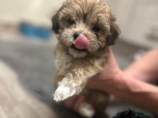 Maltipoo dogs MALTIPOO 🥰🥰 READY TO LEAVE - Advert 10