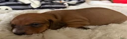 Dachshund dogs for sale: Miniature smooth-haired dachshund  - Advert 5