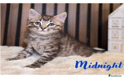Ragdoll cats for sale: 🌙 Grey Ghost Kittens🎃 – Ragdoll × Tabby 🐾 - Image 24