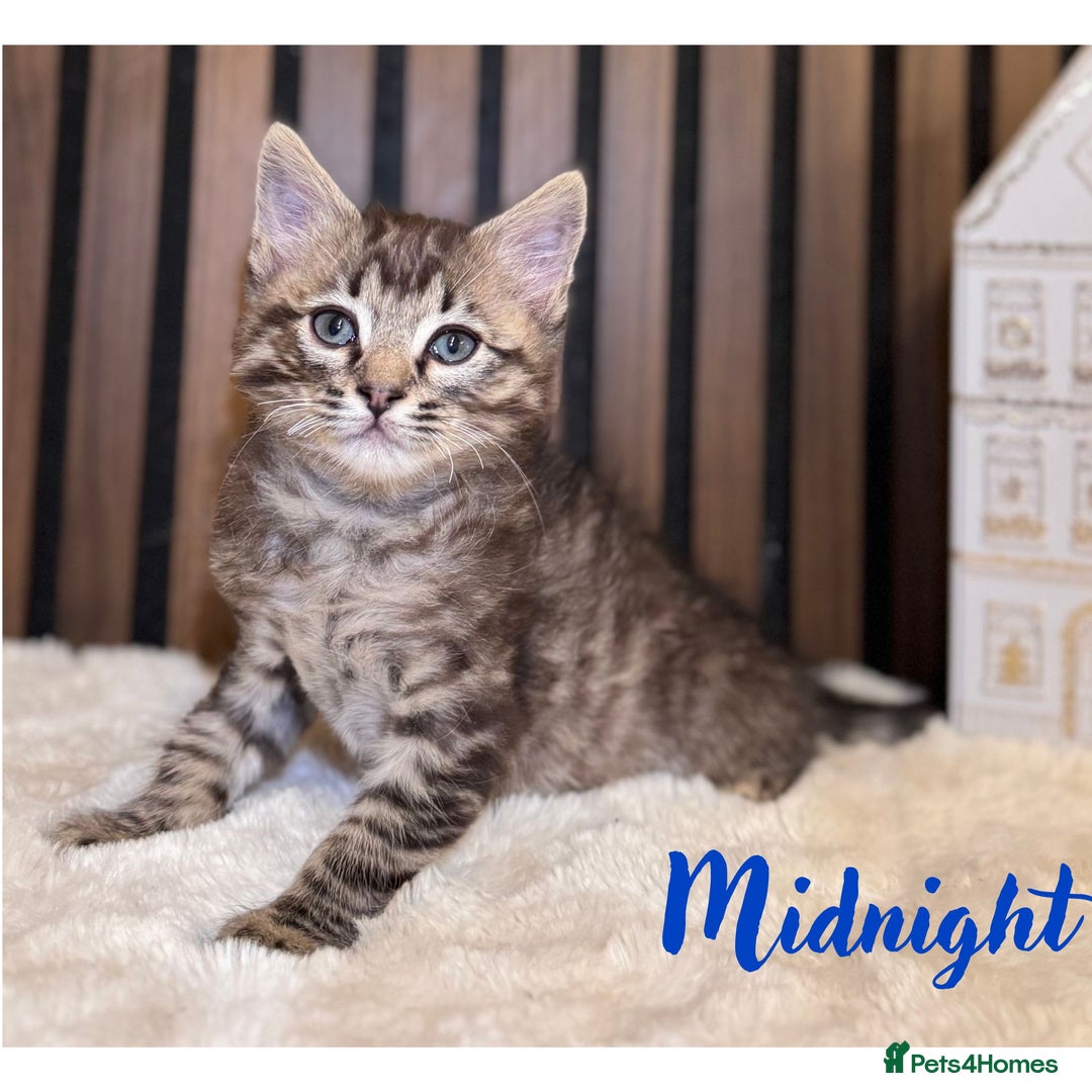 Ragdoll cats for sale: 🌙 Grey Ghost Kittens🎃 – Ragdoll × Tabby 🐾 - Image 24