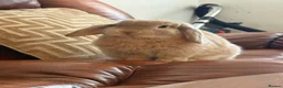 Mini Lop rabbits for sale: Female Holland Lop/ Mini Lop  in Sheffield - Advert 4