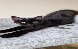 Maine Coon cats for sale: Pure Maine coon - Image 16