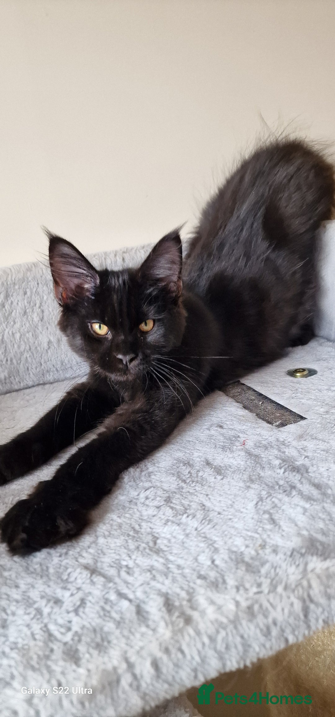 Maine Coon cats for sale: Pure Maine coon - Image 16