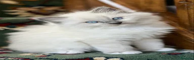 Boy Ragdoll Blue
