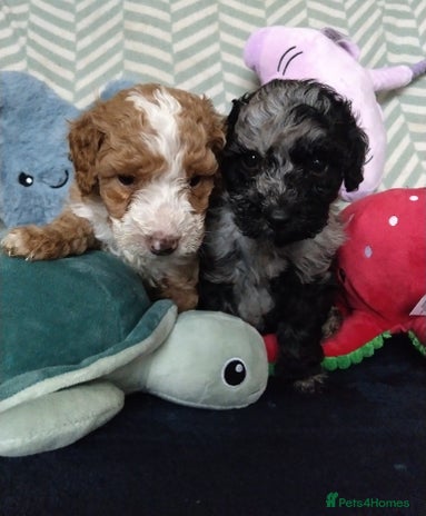 Cockapoo dogs - Advert 16