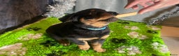 Rottweiler dogs for sale: Rottweiler Puppies  - Advert 22