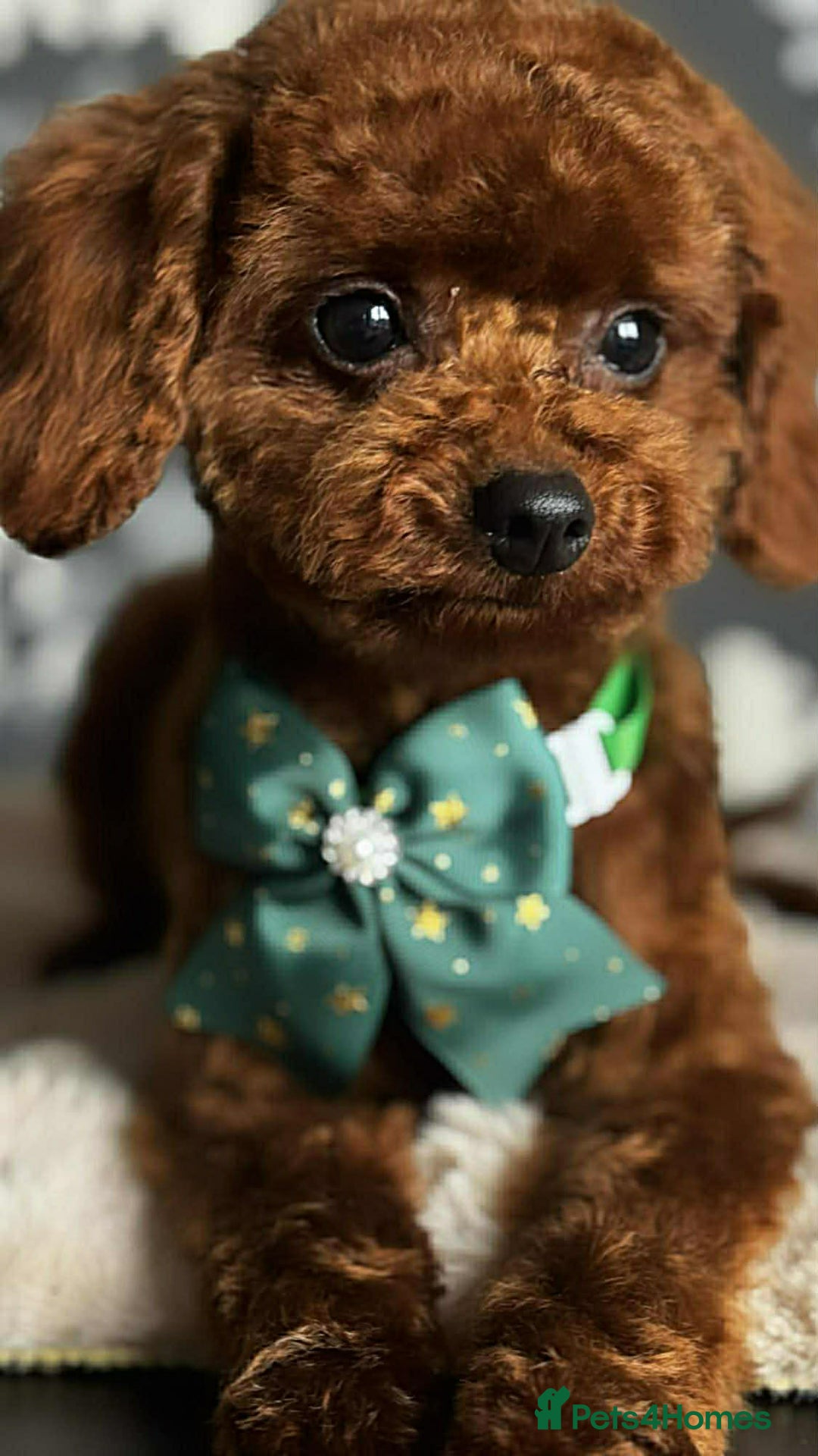Toy Poodle dogs for sale: Beautiful Asian Toy Poodle - Advert 2