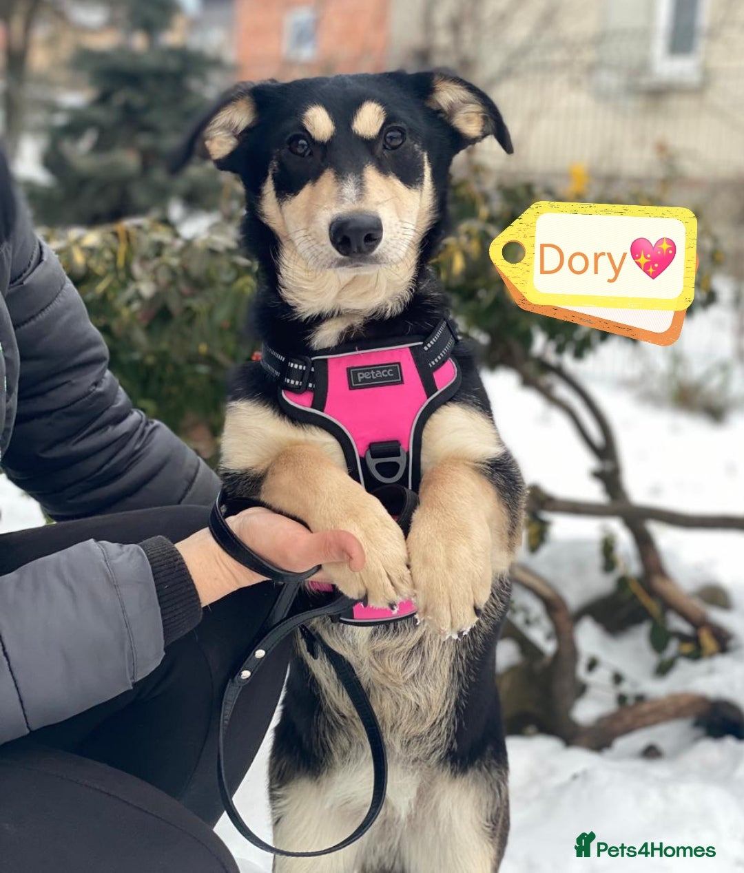 Mixed Breed dogs for adoption: 💖🐶 LADY AND DORY 🐶💖 - Advert 4