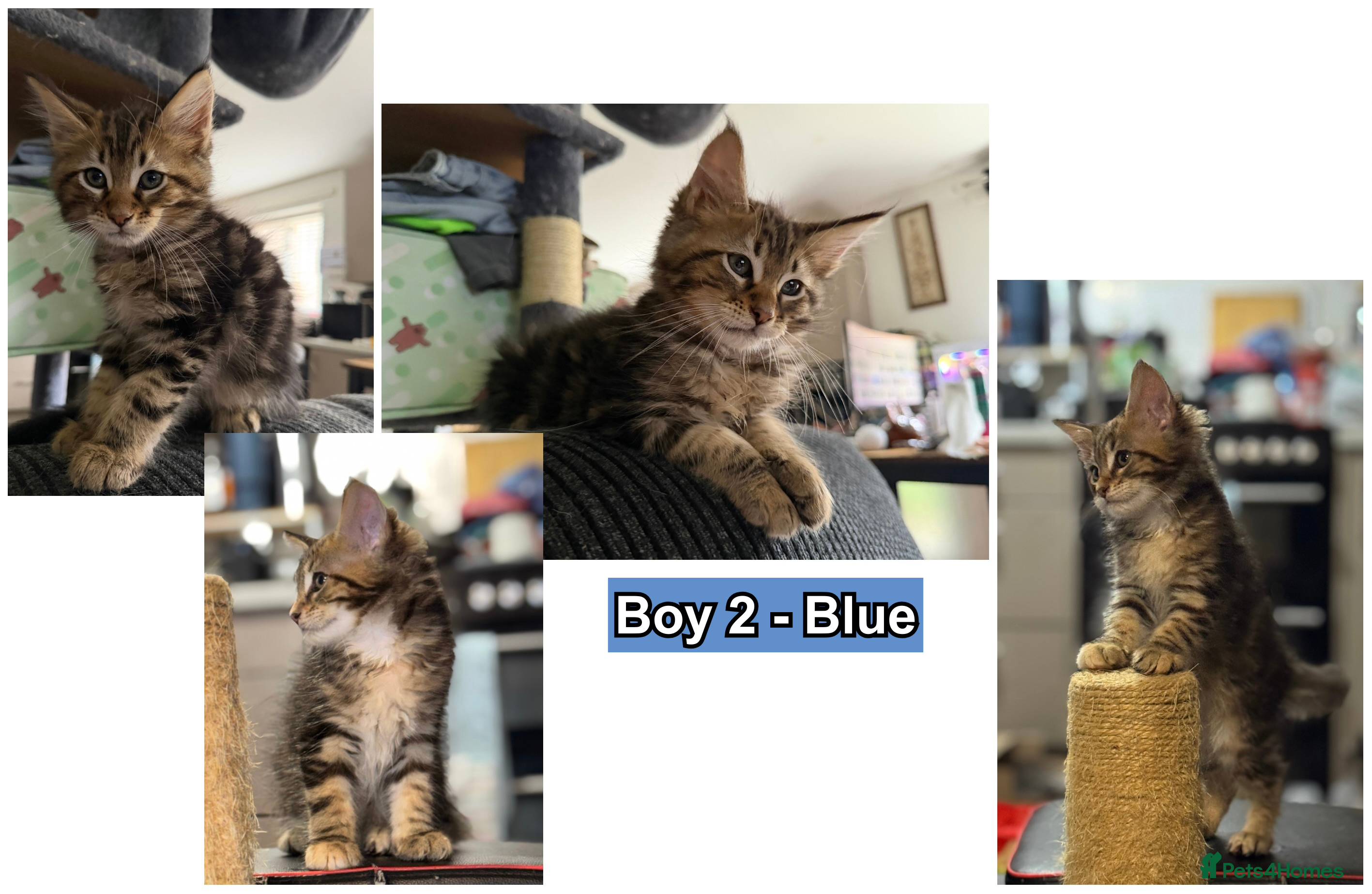 Maine Coon cats 6 Gorgeous Maine Coon Cross Kittens Available Now! - Advert 2