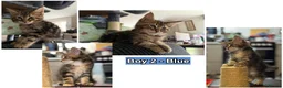 Maine Coon cats for sale: 6 Gorgeous Maine Coon Cross Kittens Available Now! - Advert 12