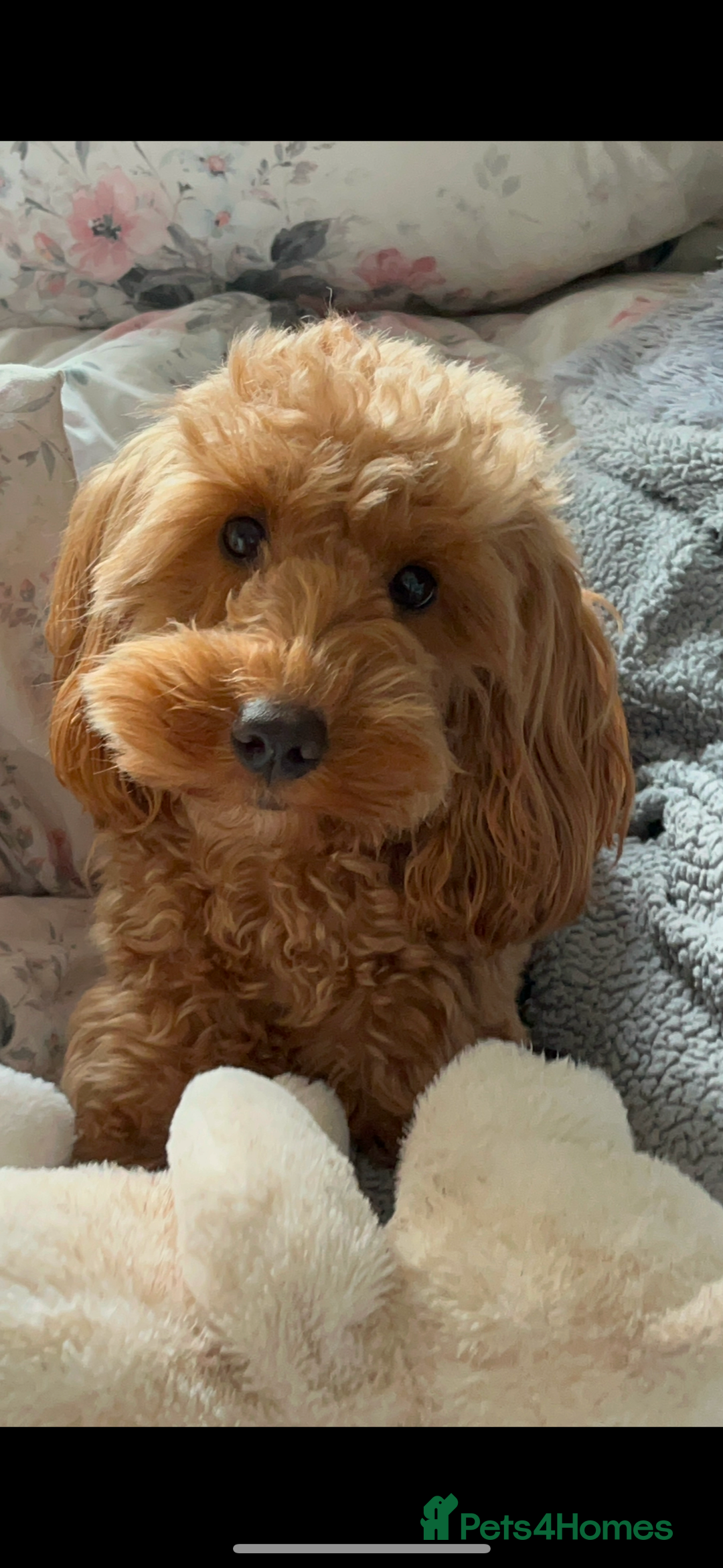 Cockapoo dogs for sale: F2 cockerpoo puppies  - Advert 4