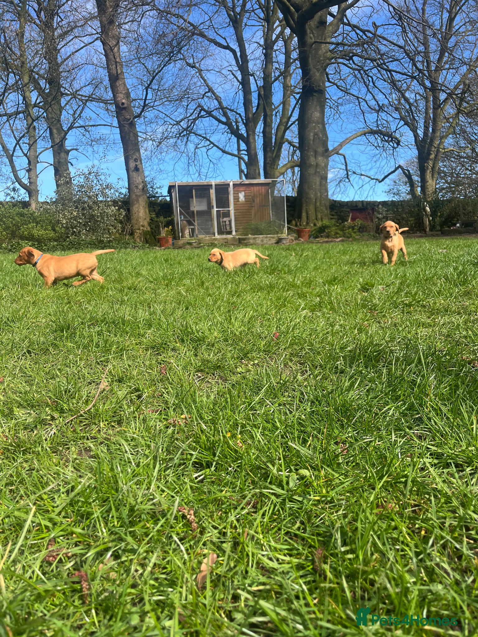 Labrador Retriever dogs Fox Red Labrador Puppy's For Sale - Advert 1