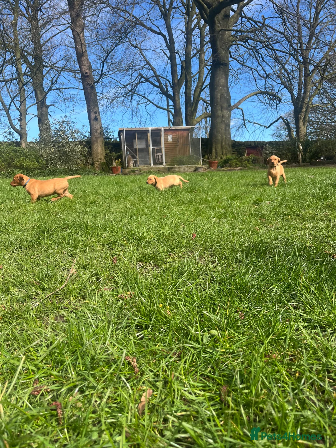 Labrador Retriever dogs for sale: Fox Red Labrador Puppy's For Sale - Advert 2
