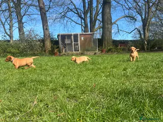 Labrador Retriever dogs Fox Red Labrador Puppy's For Sale - Advert 8