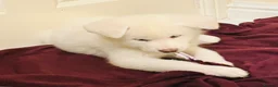 Japanese Akita Inu dogs for sale: Playful Pure Japanese Akita Inu Puppies - Advert 16