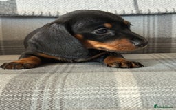 Miniature Dachshund dogs for sale: Top quality mini smooth dachshunds - Image 6