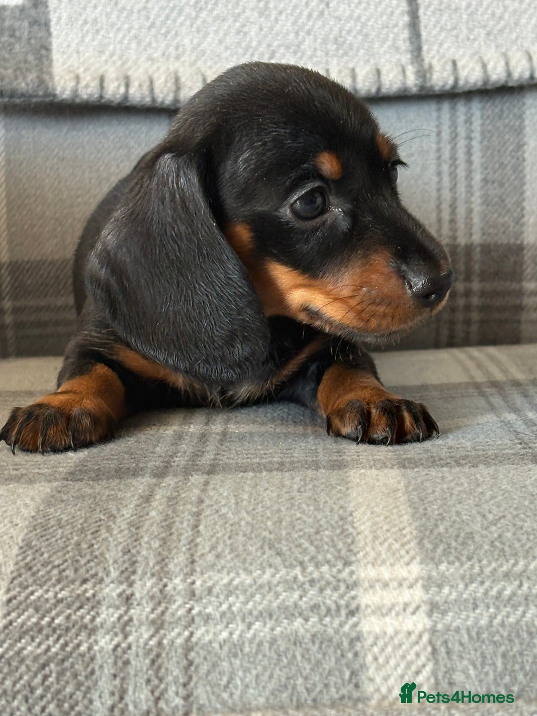 Miniature Dachshund dogs for sale: Top quality mini smooth dachshunds - Image 6